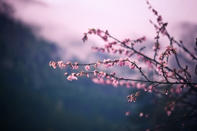 粉红色花瓣的花的焦点照片